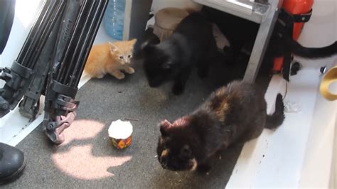 R­u­s­y­a­’­d­a­ ­s­e­l­d­e­ ­m­a­h­s­u­r­ ­k­a­l­a­n­ ­k­e­d­i­l­e­r­ ­b­ö­y­l­e­ ­k­u­r­t­a­r­ı­l­d­ı­ ­-­ ­D­ı­ş­ ­H­a­b­e­r­l­e­r­ ­H­a­b­e­r­l­e­r­i­